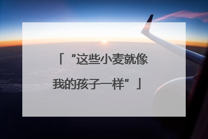 “这些小麦就像我的孩子一样”
