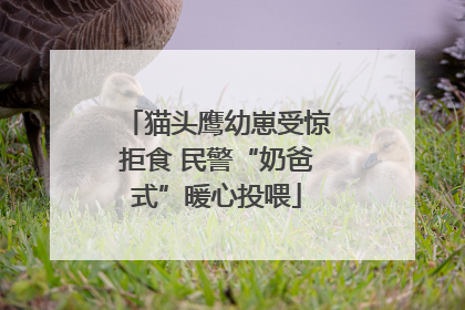猫头鹰幼崽受惊拒食 民警“奶爸式”暖心投喂