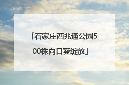 石家庄西兆通公园500株向日葵绽放