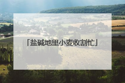 盐碱地里小麦收割忙