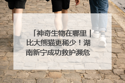 神奇生物在哪里｜比大熊猫更稀少！湖南新宁成功救护濒危鸟类海南鳽