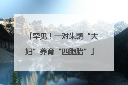 罕见！一对朱鹮“夫妇”养育“四胞胎”