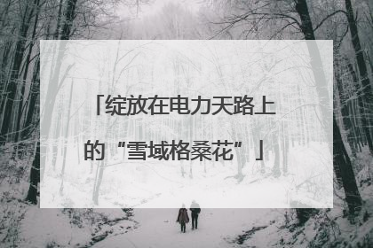 绽放在电力天路上的“雪域格桑花”
