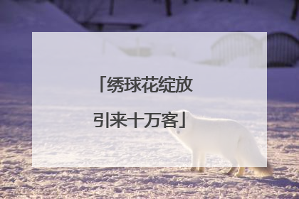 绣球花绽放 引来十万客