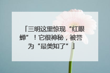 三明这里惊现“红眼蝉”！它很神秘，被誉为“最美知了”
