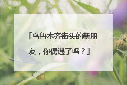 乌鲁木齐街头的新朋友，你偶遇了吗？