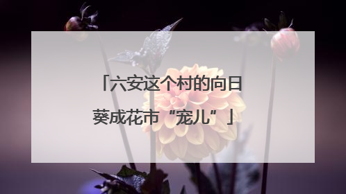 六安这个村的向日葵成花市“宠儿”