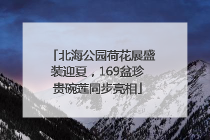 北海公园荷花展盛装迎夏，169盆珍贵碗莲同步亮相