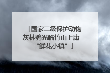 国家二级保护动物灰林鸮光临竹山上庸“鲜花小镇”