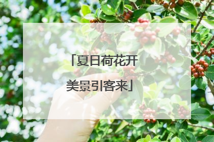 夏日荷花开 美景引客来
