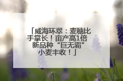威海环翠：麦穗比手掌长！亩产高1倍 新品种“巨无霸”小麦丰收！