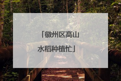 徽州区高山水稻种植忙