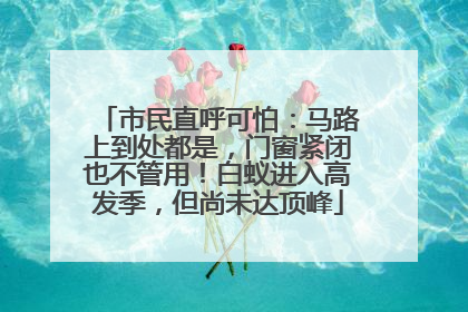 市民直呼可怕：马路上到处都是，门窗紧闭也不管用！白蚁进入高发季，但尚未达顶峰