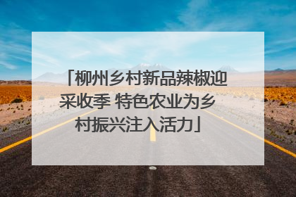 柳州乡村新品辣椒迎采收季 特色农业为乡村振兴注入活力