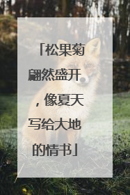 松果菊翩然盛开，像夏天写给大地的情书