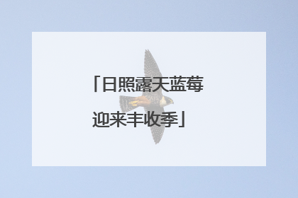 日照露天蓝莓迎来丰收季