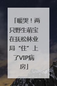 暖哭！两只野生萌宝在抚松林业局“住”上了VIP病房