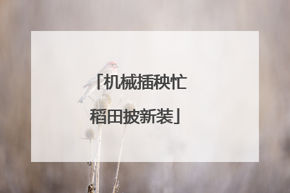 机械插秧忙 稻田披新装
