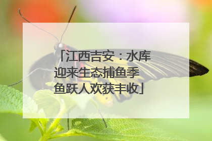 江西吉安：水库迎来生态捕鱼季 鱼跃人欢获丰收