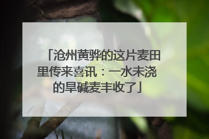 沧州黄骅的这片麦田里传来喜讯：一水未浇的旱碱麦丰收了
