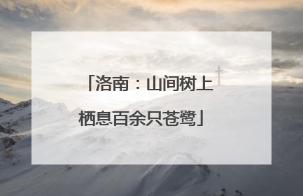 洛南：山间树上栖息百余只苍鹭