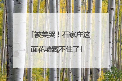 被美哭！石家庄这面花墙藏不住了