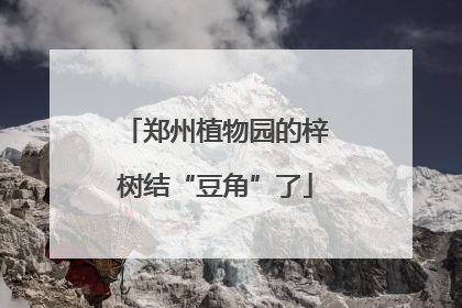 郑州植物园的梓树结“豆角”了