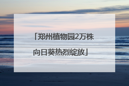 郑州植物园2万株向日葵热烈绽放
