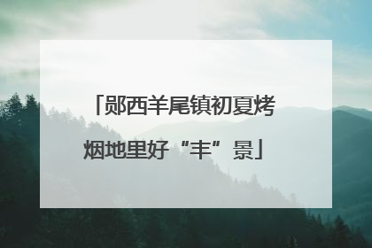 郧西羊尾镇初夏烤烟地里好“丰”景