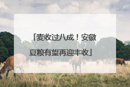 麦收过八成！安徽夏粮有望再迎丰收