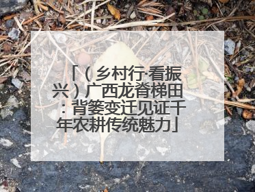 （乡村行·看振兴）广西龙脊梯田：背篓变迁见证千年农耕传统魅力
