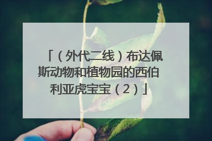 （外代二线）布达佩斯动物和植物园的西伯利亚虎宝宝（2）